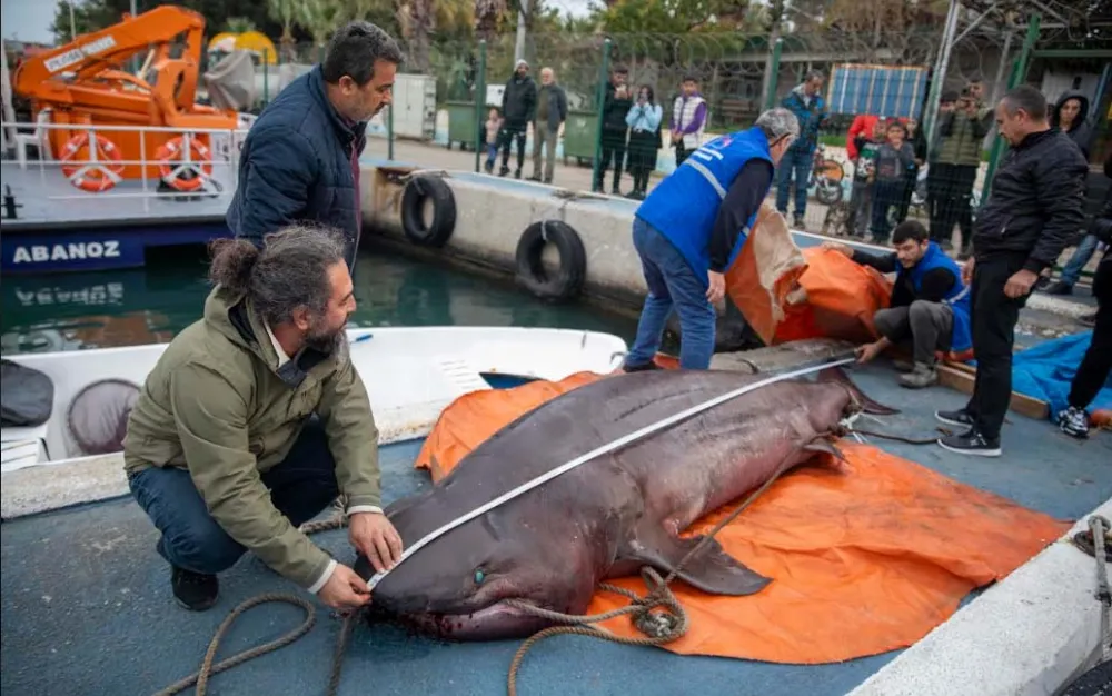 700 Kiloluk Camgöz Köpekbalığı Mersinde Karaya Vurdu 