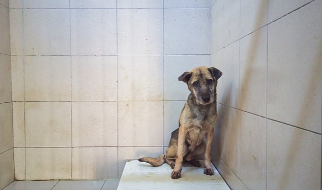 Gaziemir Belediyesi: Uyutulduğu öne sürülen köpek şuanda izolasyon koşulları altında veterinerliğimizde tedavi edilmektedir