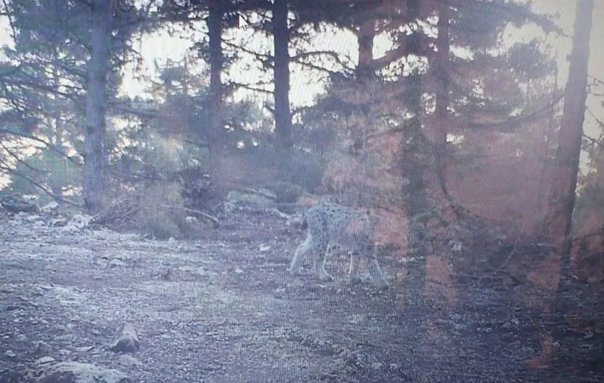 Bozyazıda Fotokapana Vaşak Yakalandı