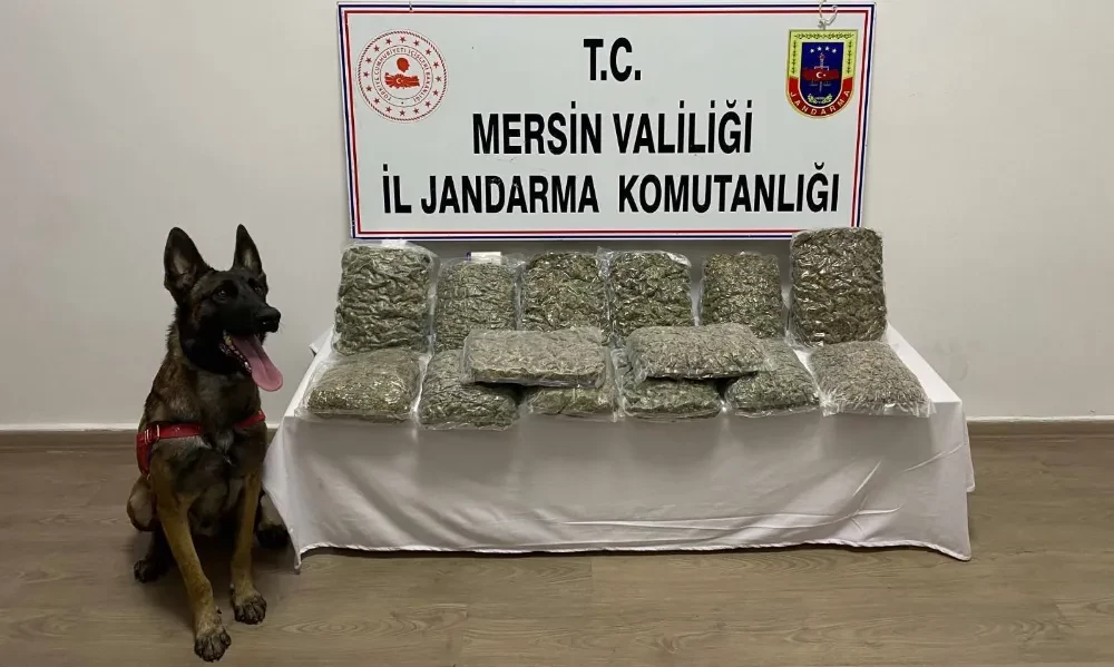 Jandarma Takibe Aldığı Şüphelide 14 KG 200 Gram Skunuk Ele Geçirdi