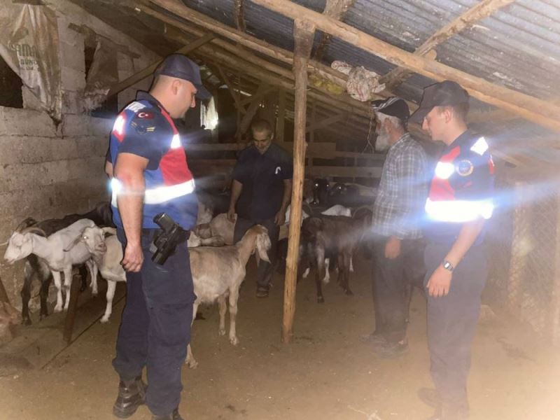 Kaybolan Küçükbaş Hayvanları Jandarma Buldu 