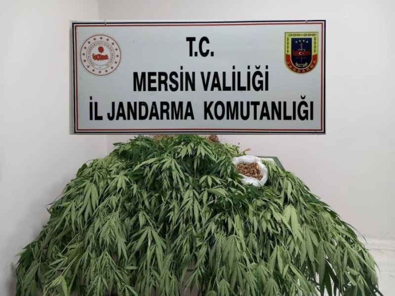 JANDARMADAN UYUŞTURUCU OPERASYONU