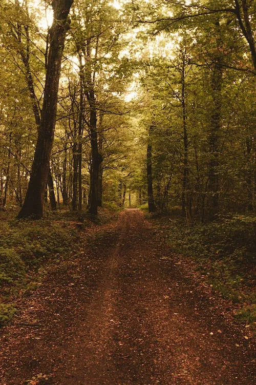 Köstebekler Yerin Altında Nasıl Yol Bulur?