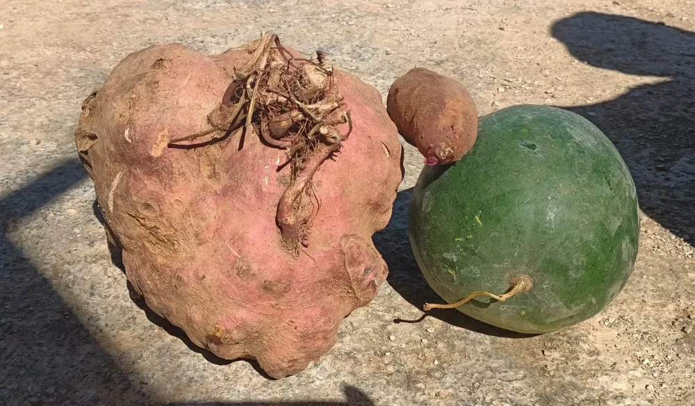 Bu Patates Boyutu ile Karpuzu Bile Geride Bıraktı 