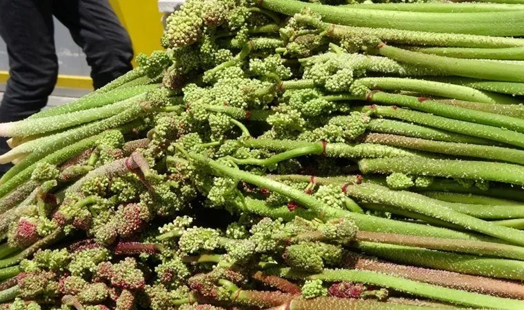 Yayla Muzu, Anamur Muzunu 3’e Katladı 