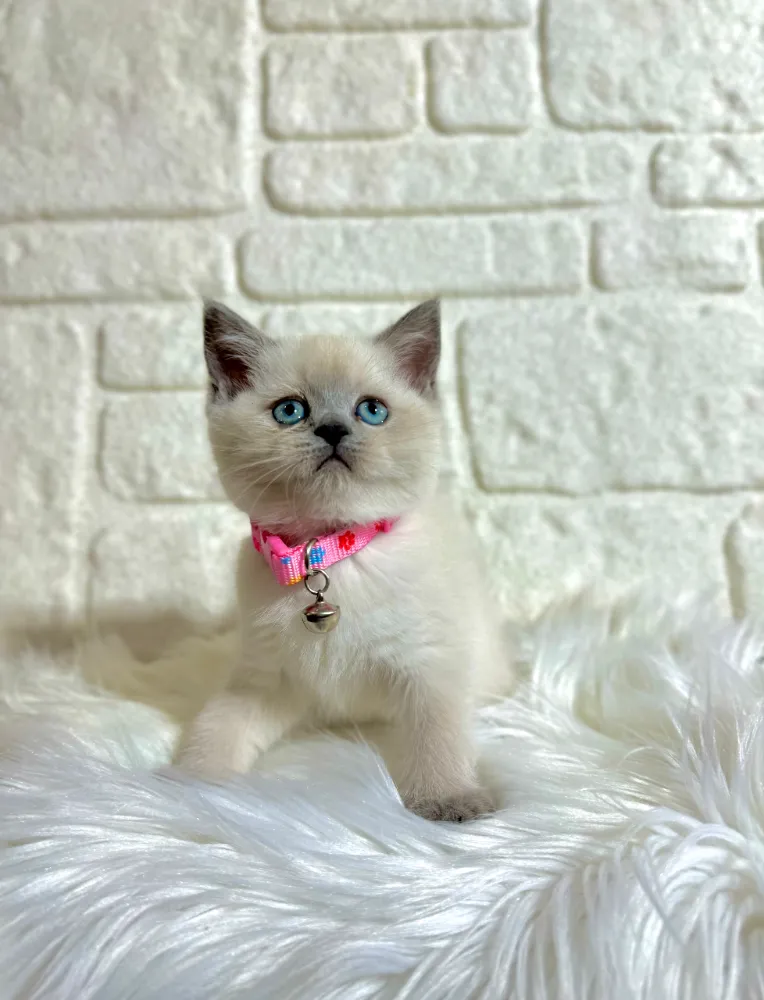 British Shorthair Fiyatları ve Sahiplendirme Süreci