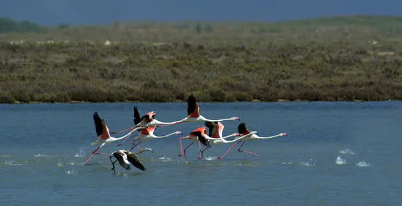 Göksu Deltası’nda Kuş Cenneti Hareketi: Göçmen Kuşlar Yine Mersin’de!