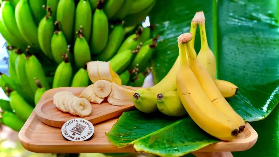 Muz Üreticisine Yeni Sertifikasyon Programı İhracat Kapılarını Aralıyor 