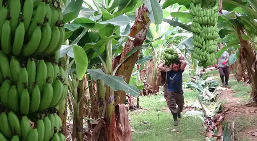 Muz Üretim Sezonu Zirvesi ve Fiyat Belirsizliği Anamur Ekonomisinde Stresi Arttırıyor