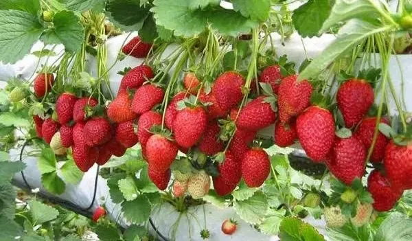 Anamur Çileğinde Erken Hasat Başladı: İhracat Pazarlarında Rekabet Kızışıyor