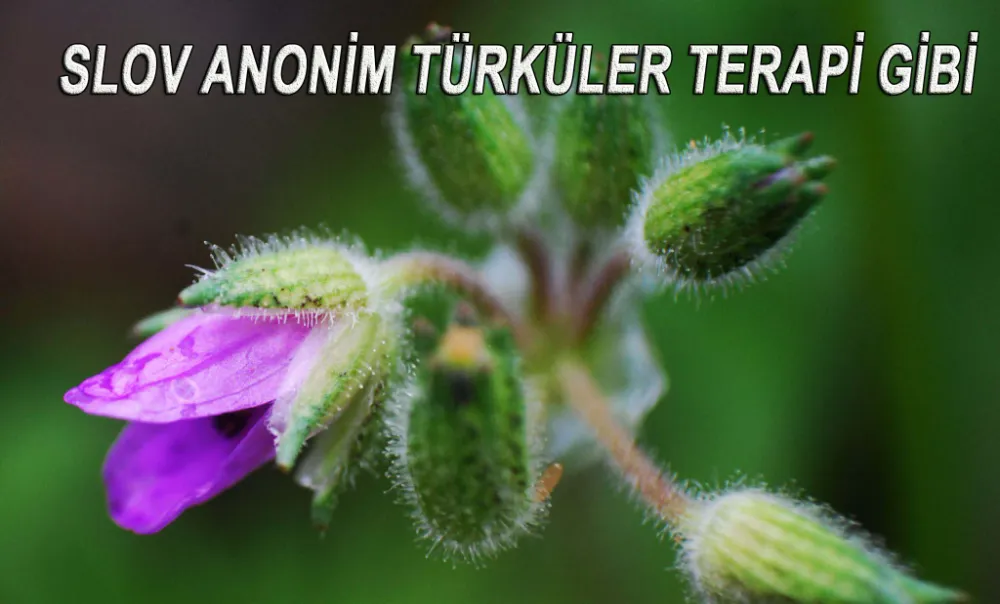 Anonim Türküler, Halkın Duygularını Yansıtan Ezgiler