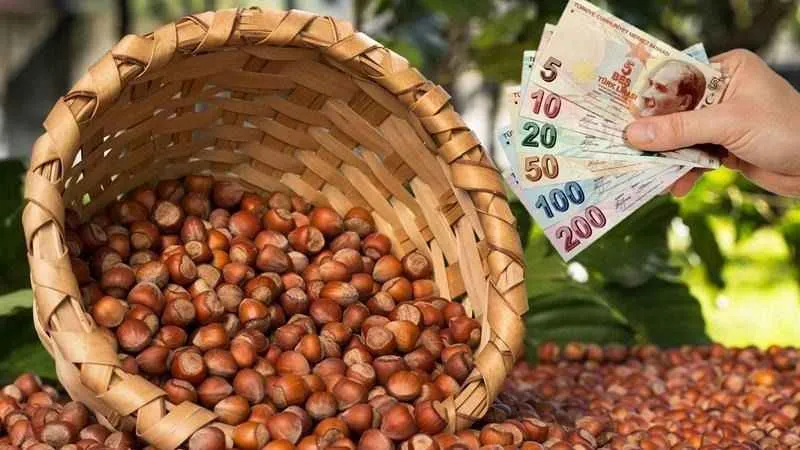 Fındık Fiyatları Karadeniz’de Rekor Kırıyor