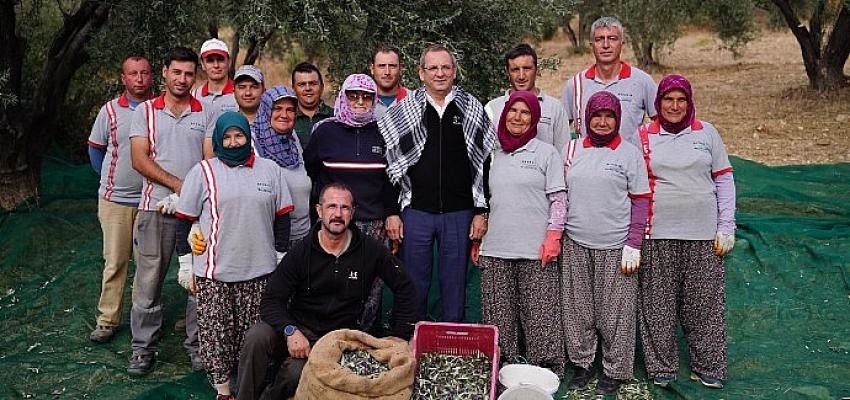 Belediye Zeytinliklerinin İlk Hasadı Başkan Mesut Ergin’den