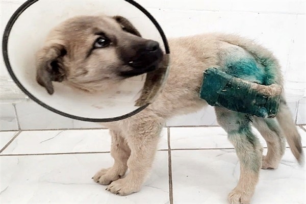 HRÜ Hayvan Hastanesi’nden köpeklerin uzun kemik kırıklarına yeni yaklaşım