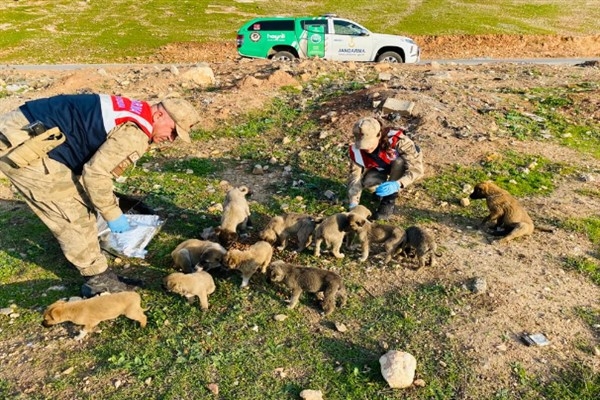 Şanlıurfa jandarmadan sokak hayvanlarına yiyecek