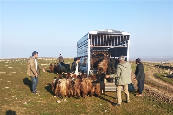 Şanlıurfa’da hayvan hırsızlığı yapan şahıslar yakalandı