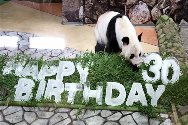 Gurbetçi pandalar Çin’e dönecek