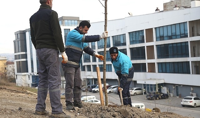 Nilüfer'de ağaçlandırma çalışmaları başladı