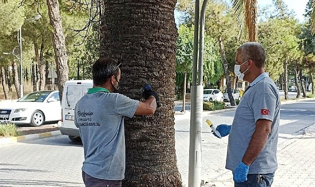 Burhaniye'de Palmiyeler Belediye Korumasında