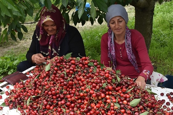 Afyonkarahisar Kırca Köyü Kiraz Alım Projesi’nde sona gelindi