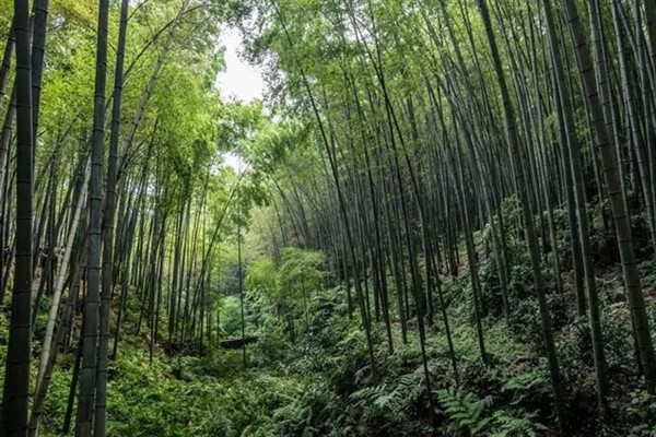 Çin, ulusal orman varlığına 2,4 milyon hektarlık bir alanı ekleyecek