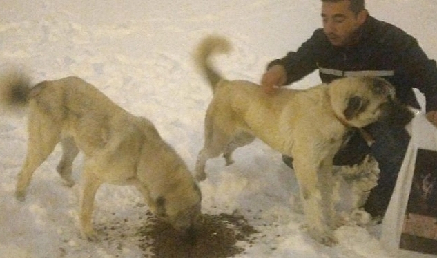 Karaman Belediyesi Sokak Hayvanlarını Yine Unutmadı