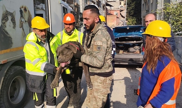 İzmir Büyükşehir Belediyesi depremden etkilenen hayvanları unutmadı