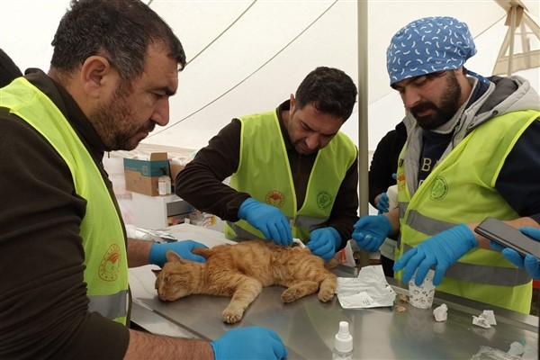 Deprem bölgesinde 300’den fazla hayvan tedavi edildi