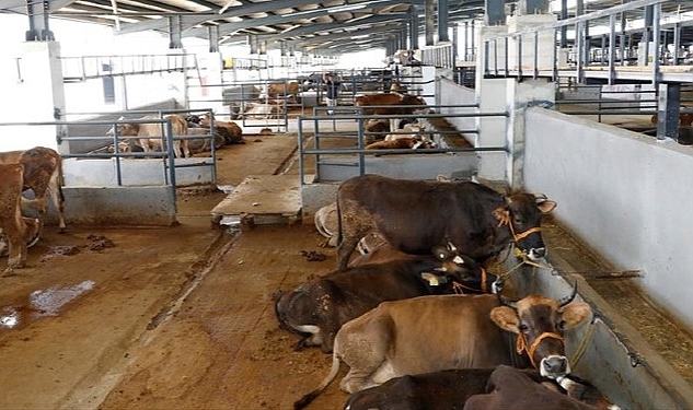 İnegöl Hayvan Pazarı 23 Mart'a Kadar Kapatıldı