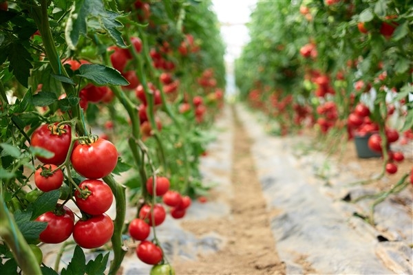 ″Domates ihracat yasağı kararı Türkiye’yi domates ithalatçısı yapar″