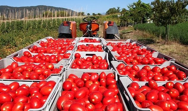 Domates ihracat yasağı kararı Türkiye'yi domates ithalatçısı yapar