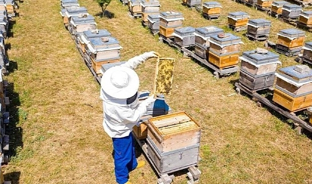 İnegöl Belediyesi 250 Adet Arı Kovanı Dağıtacak