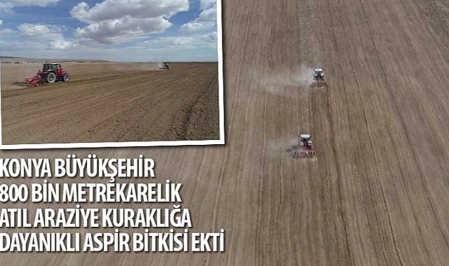Konya Büyükşehir 800 Bin Metrekarelik Atıl Araziye Kuraklığa Dayanıklı Aspir Bitkisi Ekti