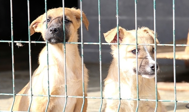 7 Bin 63 Sokak Hayvanına Tedaviye Yönelik İşlem Yapıldı