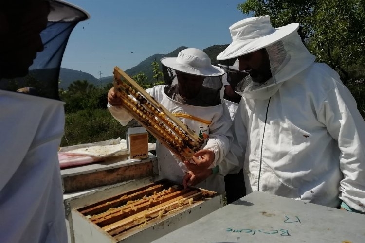 Bursa Veteriner Hekimler Odası Başkanı Baysal, Arıcılık üretimi desteklenmeli