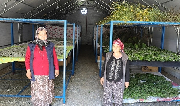 Muğla Büyükşehir'in Desteklediği İpekböcekçiliği Üretiminde Yüzler Gülüyor