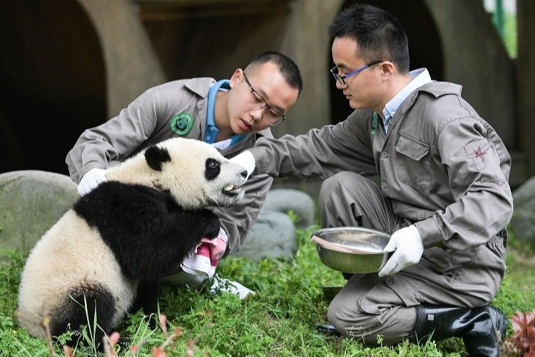 Chengdu