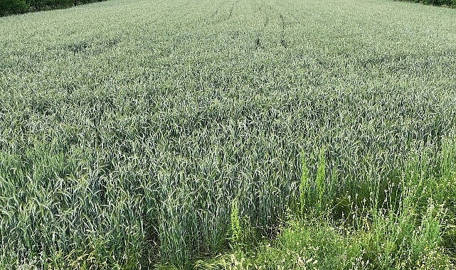 Büyükşehir'in hibe ettiği ata tohumları boy verdi