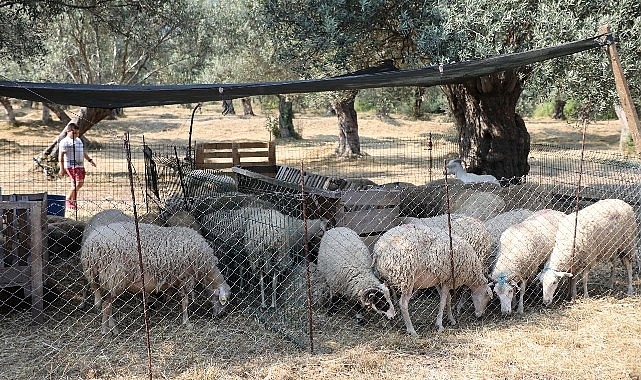 Edremit'te kurban satış ve kesim yerleri belirlendi