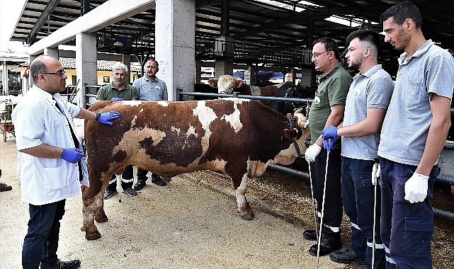 Osmangazi'de kurban yakalama timleri göreve hazır