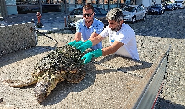 Körfez'de yaralı “Caretta Caretta" bulundu