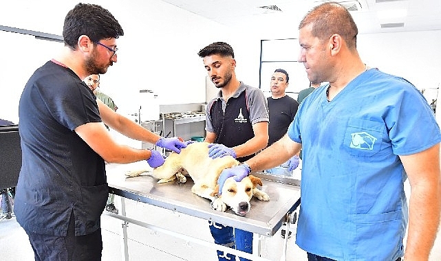 İzmir'de bir yılda 25 bin kedi ve köpek kısırlaştırıldı