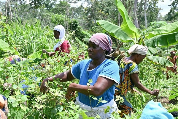 “Çin, Afrika ile tarım alanında iş birliğine önem veriyor”