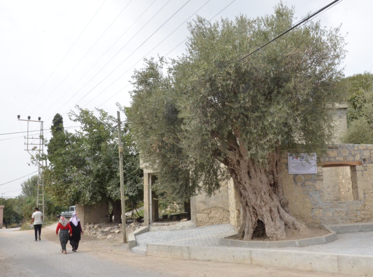 BÜYÜKŞEHİR BELEDİYESİ, 820 YILLIK ANIT AĞACI KORUMA ALTINA ALDI