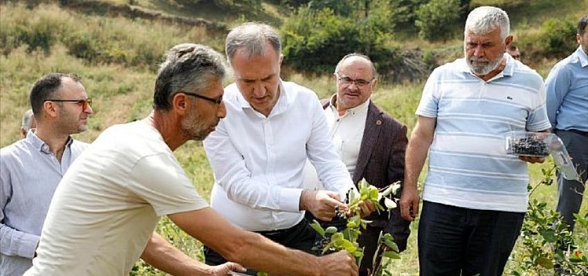 İnegöl’de Süper Meyve Aronya’nın Hasadı Başladı