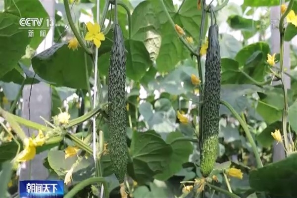 Çin’de bayramlar yaklaşırken “sebze sepeti”nin doluluğu garanti ediliyor