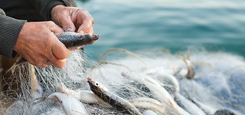 Türkiye’nin su ürünleri ihracatının zirvesinde Muğla ve İzmir var