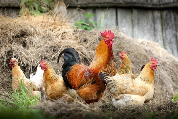 Tavuk eti üretimi 188 bin 613 ton, tavuk yumurtası üretimi 1,57 milyar adet olarak gerçekleşti