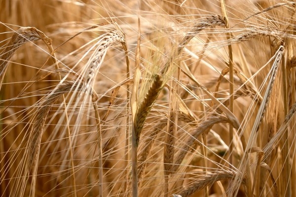 Tarım-ÜFE yıllık yüzde 142,42 arttı, aylık yüzde 4,34 azaldı