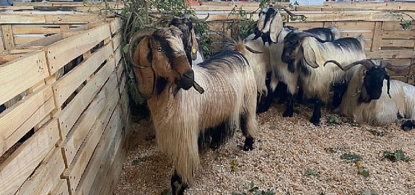 2. Geleneksel Koyun Keçi Ekipmanları Festivaline yoğun ilgi